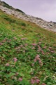 Fleurs entre Batizovsk� pleso et Sedlo pod Ostrwou.<br>
(Hautes Tatras)
